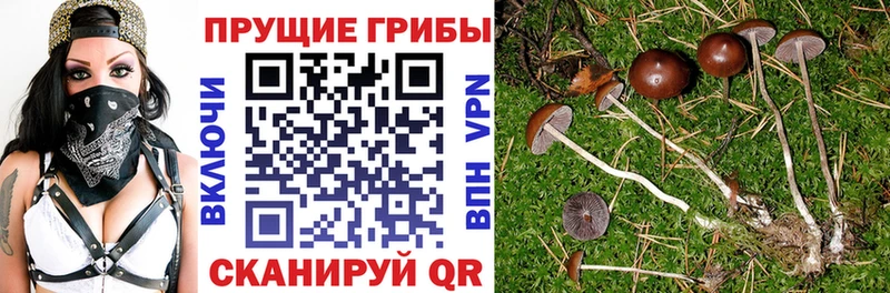 Псилоцибиновые грибы Psilocybe  Купить  Бологое 